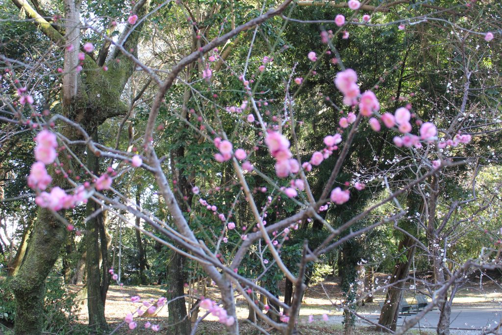 春目前、最近の「プチ幸せ」