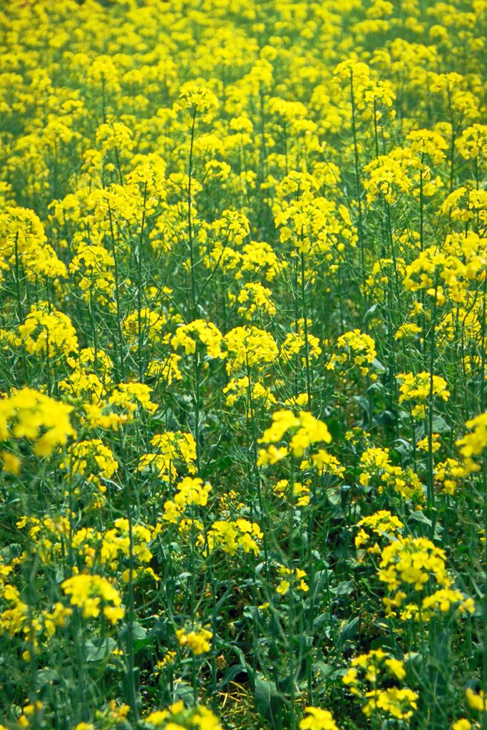 「雨そそぐ　花橘に　風過ぎて　山ほととぎす　雲に鳴くなり」（藤原俊成）