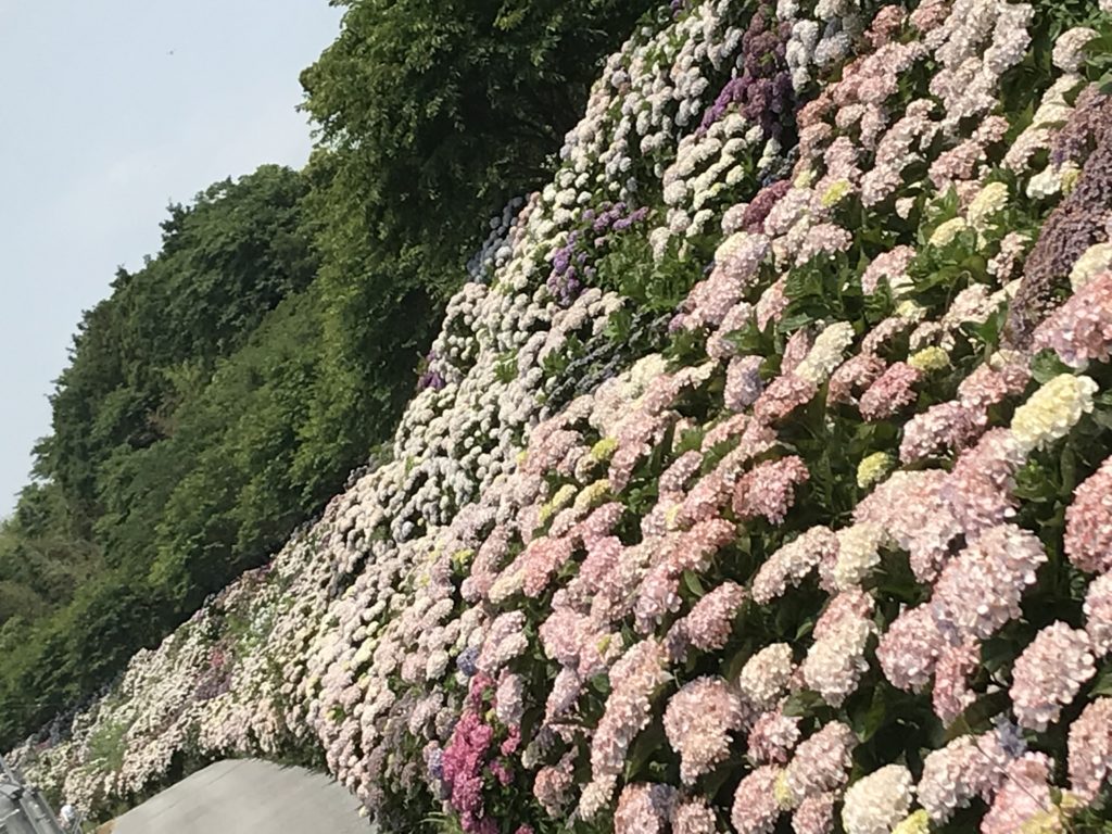 野市　あじさい街道