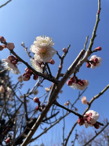 梅の花