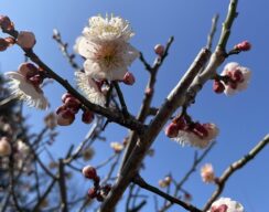 春の歌が好き、花の歌が好き。