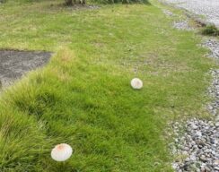 ちょっとした発見