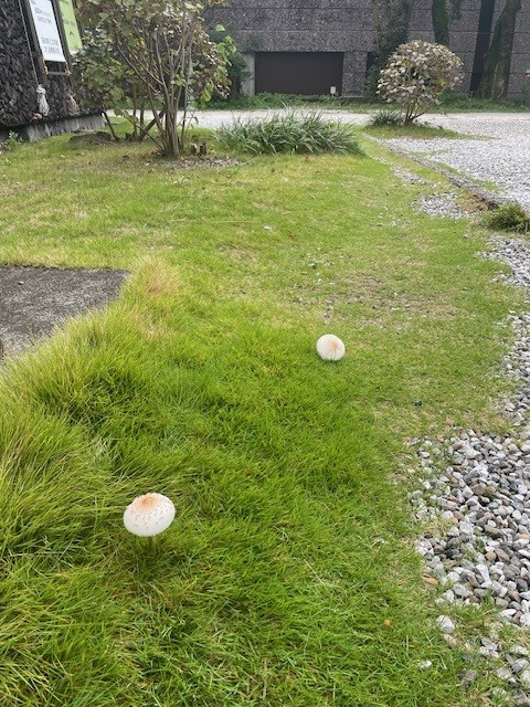 ちょっとした発見
