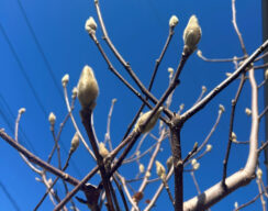 春を待つ、2月の木蓮