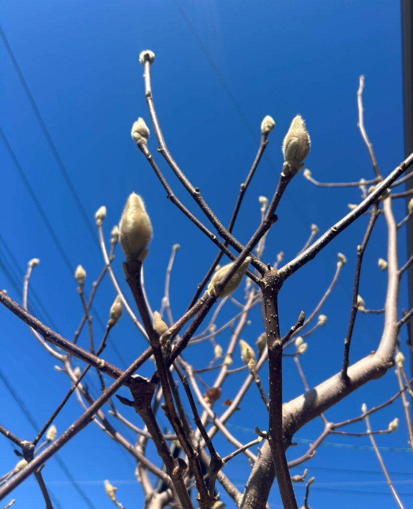 春を待つ、2月の木蓮