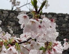 西沢保彦追悼展・生誕100年記念宮尾登美子展など年度初めの見どころ紹介