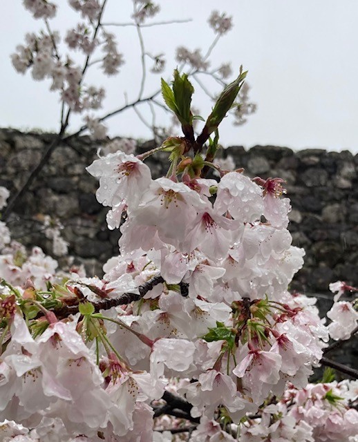 西沢保彦追悼展・生誕100年記念宮尾登美子展など年度初めの見どころ紹介
